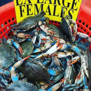 Crabs-Females-Geresbecks-Maryland