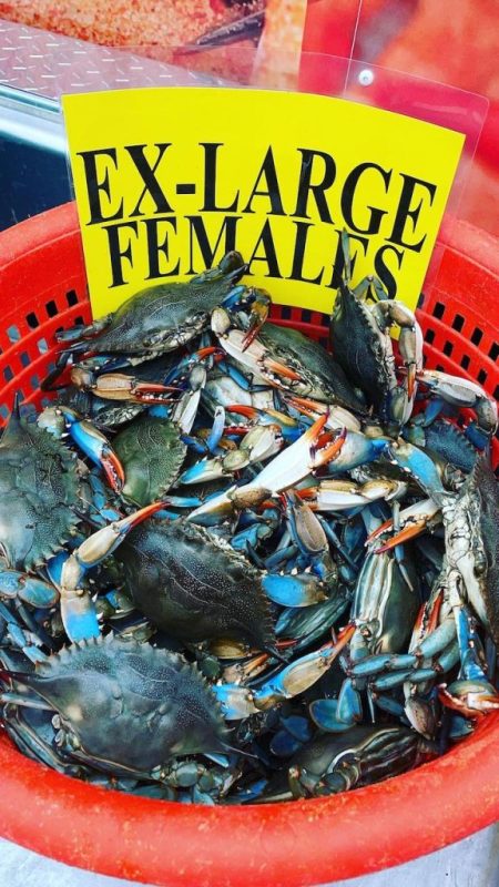 Crabs-Females-Geresbecks-Maryland