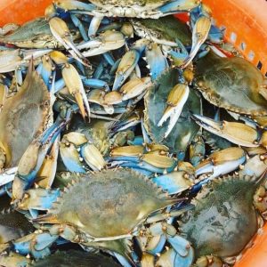 Crabs-Males-Geresbecks-Maryland